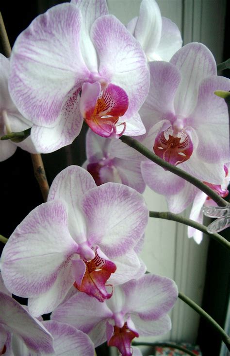 Care for Moth Orchids | Orchid flower, Orchids, Types of orchids