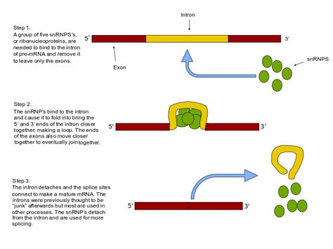 RNA splicing - Wikiwand