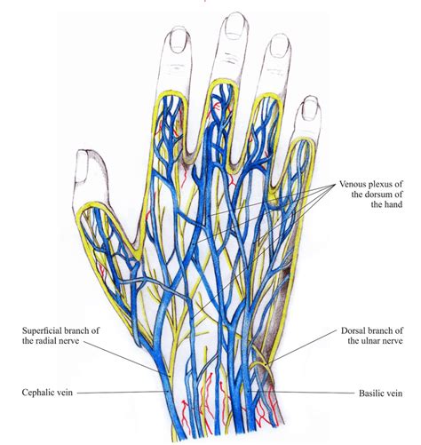 Veins and nerves of the hand dorsum [4]. | Download Scientific Diagram