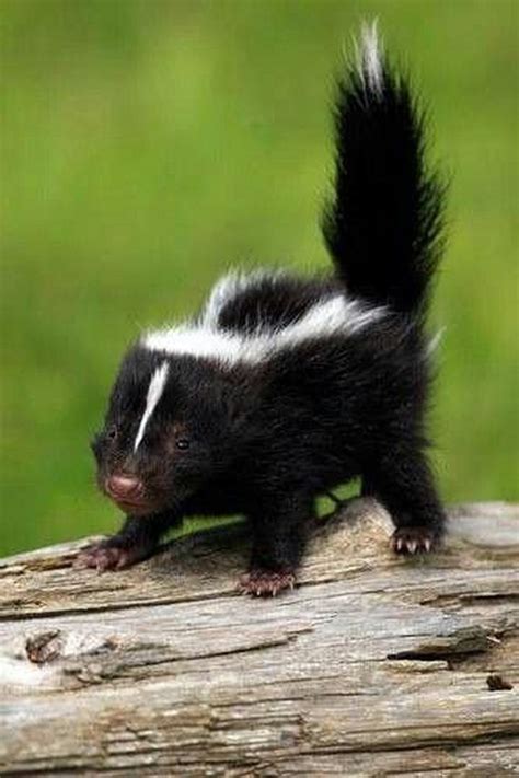 Baby Skunks That Will Make You Feel Better About Life - Barnorama