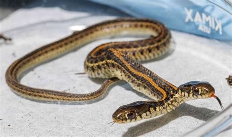 Nebraskan man finds rare two-headed snake — a one in 100,000 mutation ...