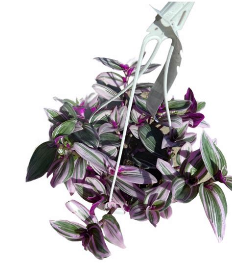 Pink Nanouk 5cm-10cm Tradescantia Fantasy Venice indoor plant ...