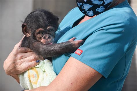 Maryland Zoo Provides New Home for Infant Chimpanzee