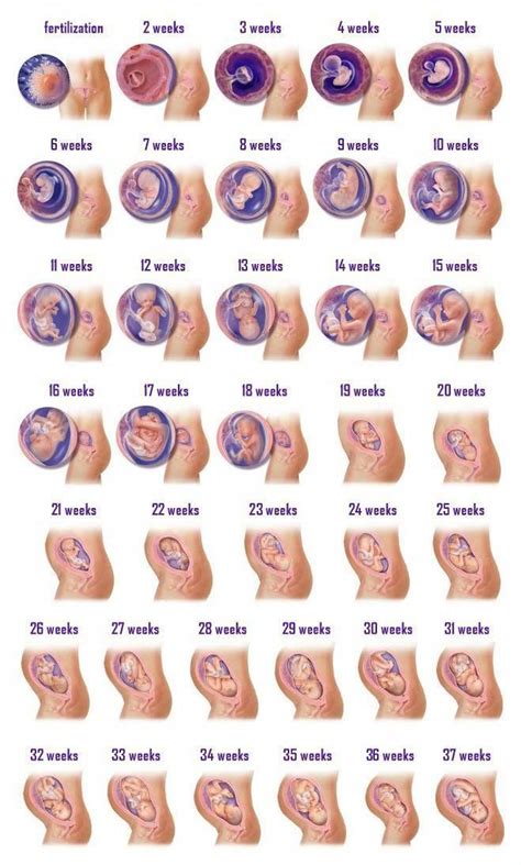 Pin on PREGNANCY