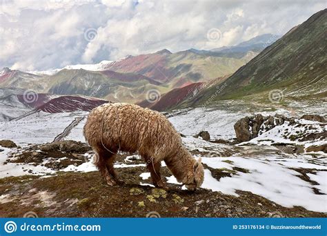 An Alpaca Grazing Near Palccoyo Mountain - Near Cusco, Peru Stock Photo ...