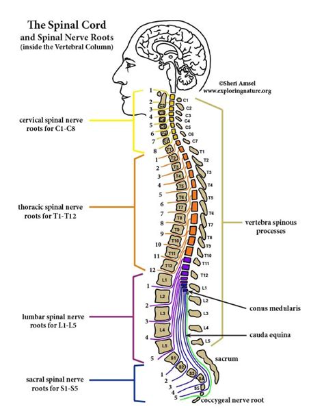 Spinal Cord and Spinal Nerve Roots - Diagram