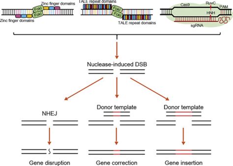 Genome Editing with mRNA Encoding ZFN, TALEN, and Cas9: Molecular Therapy