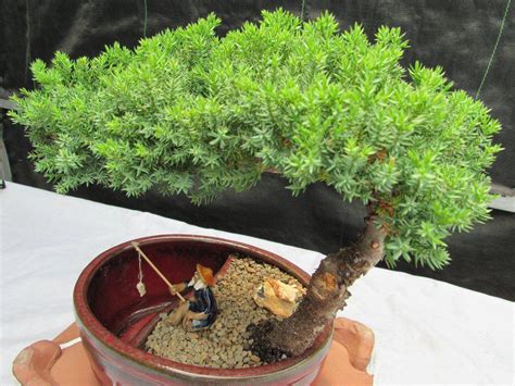 Juniper Bonsai Tree - Land & Water