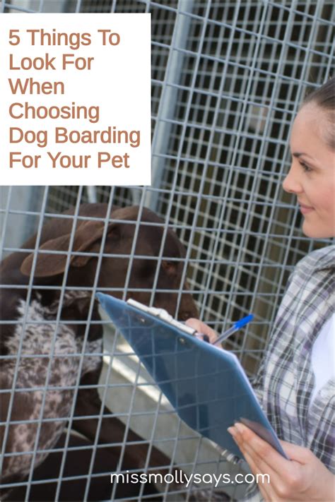 5 Things To Look For When Choosing Dog Boarding For Your Pet - Miss ...