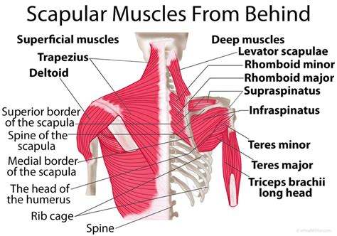 Scapula (Shoulder Blade) Anatomy, Muscles, Location, Function - eHealthStar