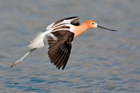 American Avocet | Beautiful Bird Facts & Pictures | The Wildlife