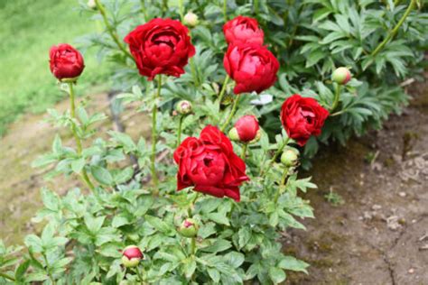 The Alexander Woollcott Peony | Adelman Peony Gardens