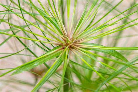 Papyrus Plant: Care and Growing Guide