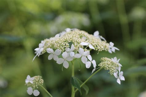 Hydrangea arborescens, Wild Hydrangea at Toadshade Wildflower Farm