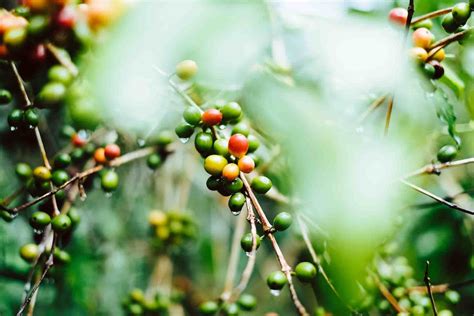 6 Best Guatemalan Coffee Brands: Our Top Picks