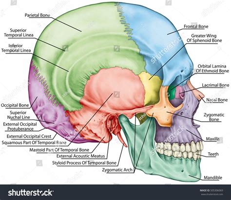 In The Diagram Where Is The Mastoid Process Temporal Bone Po