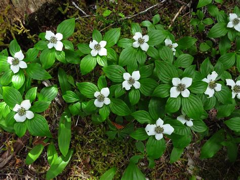 11 Low-maintenance Ground Cover Plants