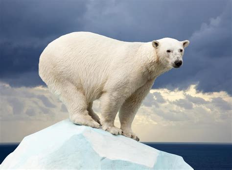 Are Polar Bears in Danger from Global Warming? (with pictures)