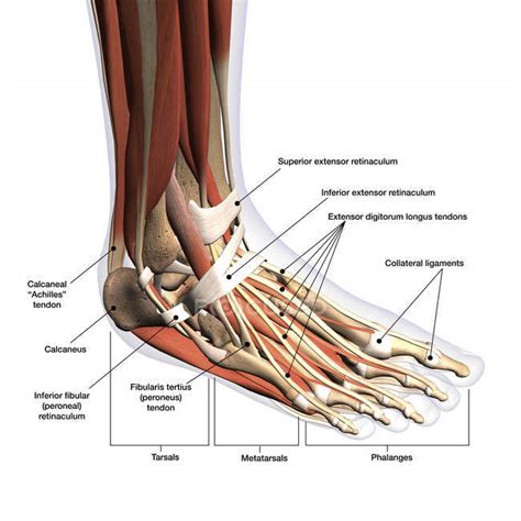 Anatomy of human foot with labels on white background — ankle, leg ...