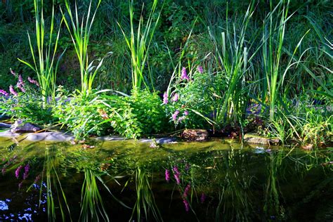 Border planting in a pond Merebrook Pondplants - Merebrook Pond Plants