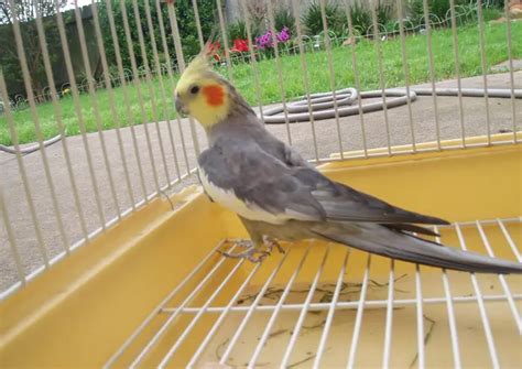 Cockatiel Cage Size And Type: What You Need To Know