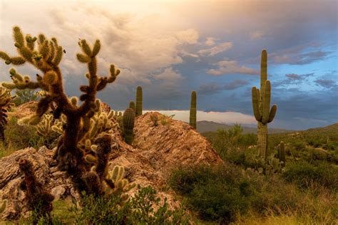 Saguaro National Park in sunlight and shadow