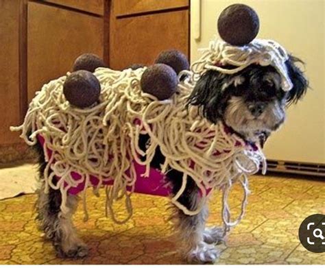 Pin by Zeet Swaggerty on Costumes for animals | Dog halloween costumes ...