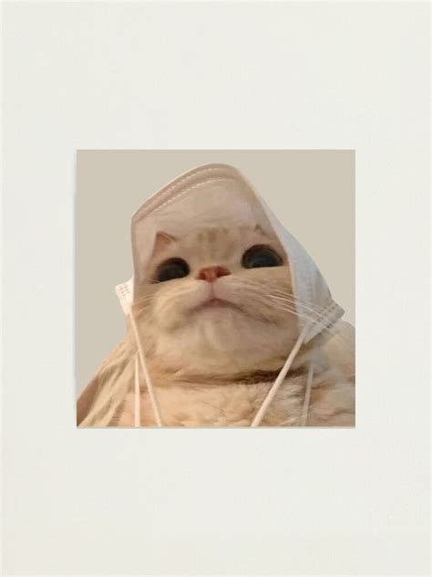 "cat meme face | funny cat" Photographic Print for Sale by jassine11 ...