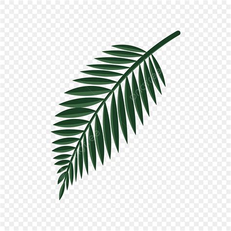 Tropical Palm Leaves Vector PNG Images, Vector Green Tropical Palm ...