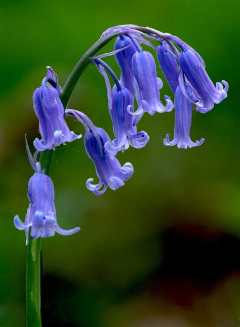 Flickr | Bluebells, Wild flowers, Trees to plant