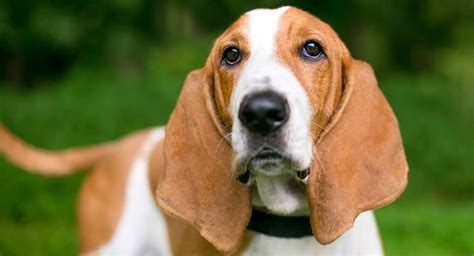 Basset Hound Names - 350 Ideas For Naming Your Basset