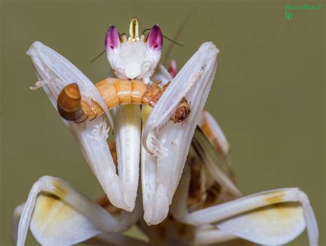 Orchid Praying Mantis | Wallpapers Heroes