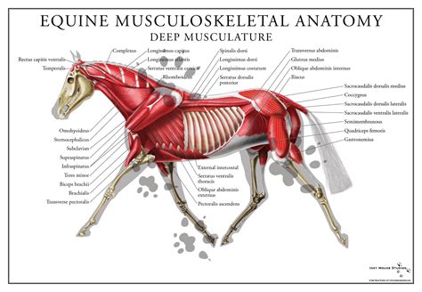 Full color poster of the equine deep muscular system. Perfect for a ...