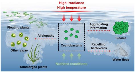 Frontiers | Emission of cyanobacterial volatile organic compounds and ...