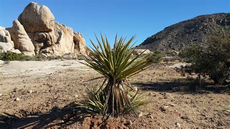 Free photo: Plant, Desert, Vegetation, Dry - Free Image on Pixabay ...