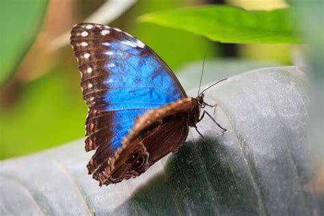 Myths, Symbolism and Meaning of Blue Butterflies