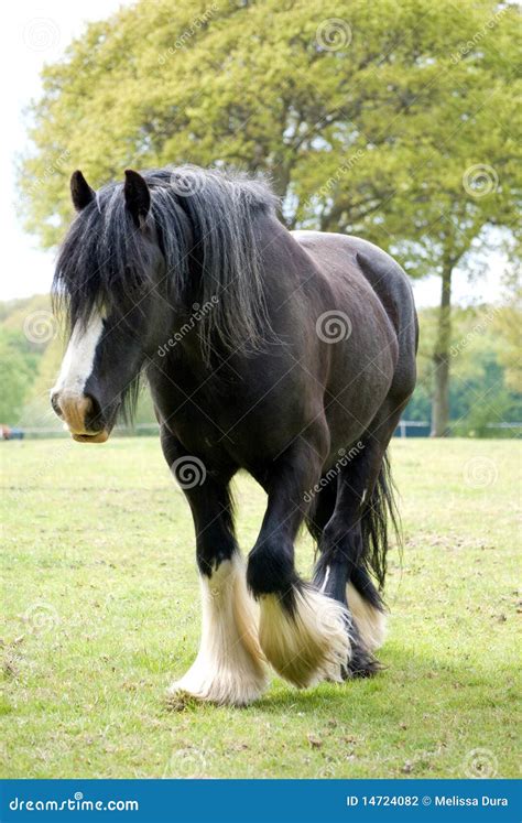 Black Shire in field stock photo. Image of care, riding - 14724082