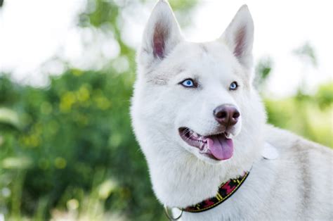 Why Do Husky Have Blue Eyes