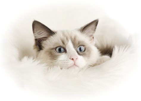 Ragdoll Cute Cats | Cute Cats