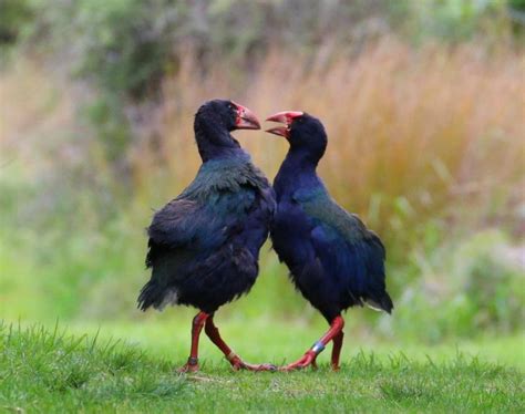 Takahe Bird