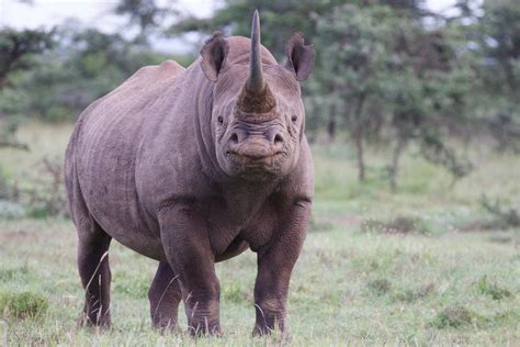 How to Save Black Rhinos | Smithsonian's National Zoo and Conservation ...