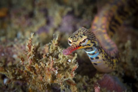 The Freshwater Pipefish - deepseawonders.net