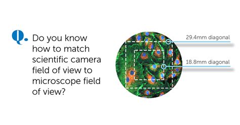 Maximizing Microscope Field of View With Scientific Cameras