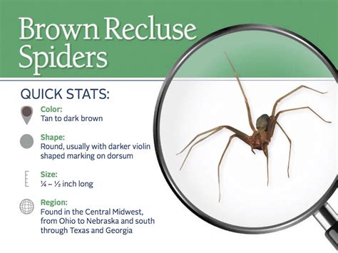 Brown Recluse Spiders Control - Information, Bites, & More