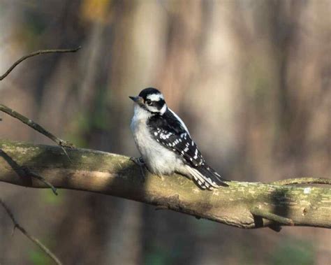 Seen a Black Bird with White Stripes on Wing? This Is It!