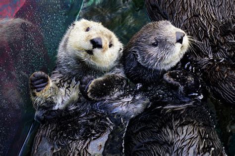 Otters Holding Hands Meme