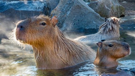 Five capybara babies made their debut in south China - CGTN