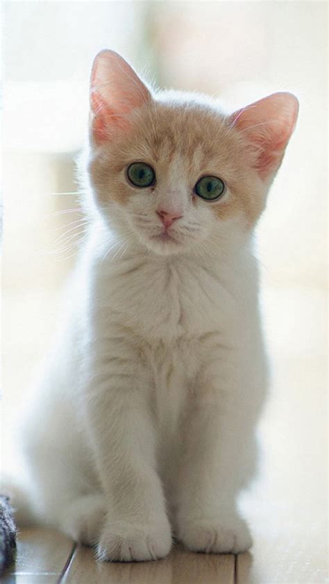 Cute Cats Wallpaper (63+ images)