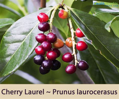 Cherry Laurel Berries