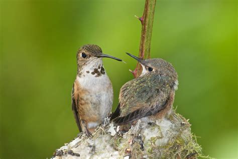 Rufous Hummingbirds in Summer | BirdNote